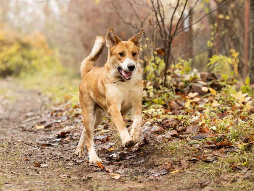 Собаки в Москве: Балу ищет дом Мальчик, Бесплатно - фото 6