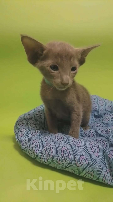 Кошки в Новосибирске: Петерболд Вариетта Мальчик, 50 000 руб. - фото 6