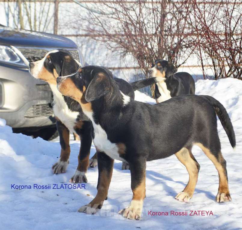 Собаки в Москве: большой швейцарский зенненхунд (гросс) щенки Девочка, 80 000 руб. - фото 1