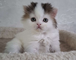 Кошки в Ярославле: Шотландский длинношерстный мальчик Мальчик, 30 000 руб. - фото 5