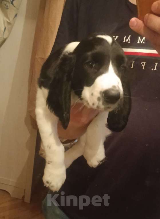 Собаки в Москве: Щенки Русского Охотничьего Спаниеля  Девочка, 50 000 руб. - фото 1