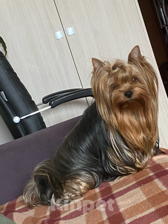 Собаки в Санкт-Петербурге: Йорк Мальчик стандарт  Мальчик, 40 000 руб. - фото 5