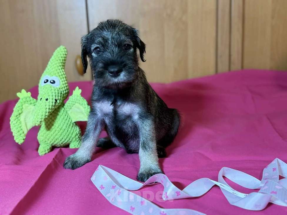 Собаки в Казани: Миттельшнауцер детки Девочка, 40 000 руб. - фото 5