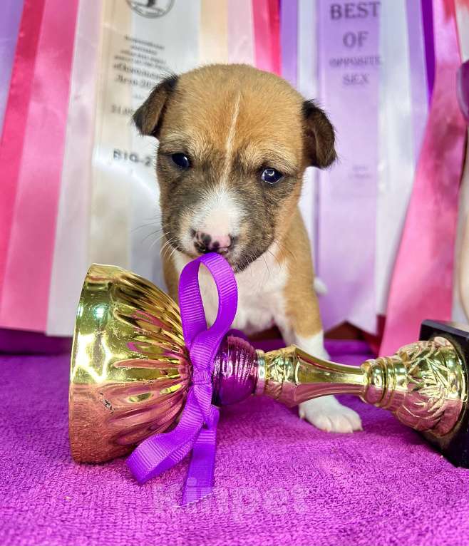 Собаки в Курске: Девочка басенджи  Девочка, 70 000 руб. - фото 4