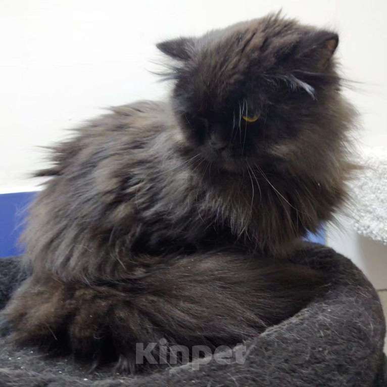 Кошки в Москве: Пушистый персидский кот Егор спасен из адской квартиры Мальчик, Бесплатно - фото 4