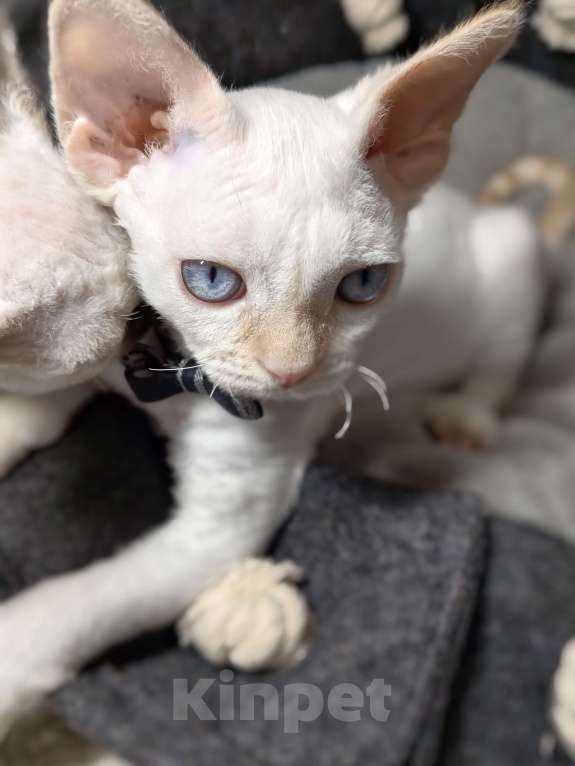 Кошки в Электростали: Мальчик Девон Рекс Мальчик, Бесплатно - фото 9