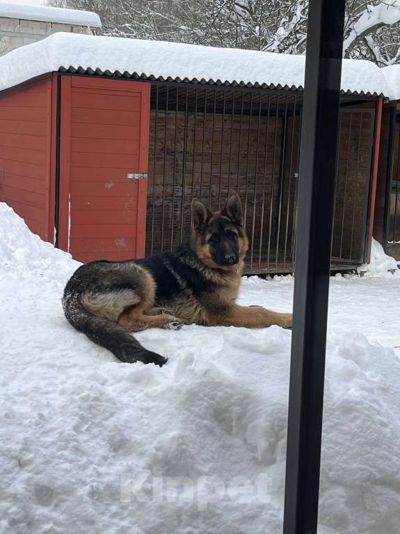 Собаки в других городах Московской области: Щенок подросток немецкой овчарки  Мальчик, 30 000 руб. - фото 3