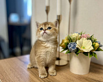 Кошки в Челябинске: Котята Шотландская золотая шиншилла с документами Разнополые, 50 000 руб. - фото 3
