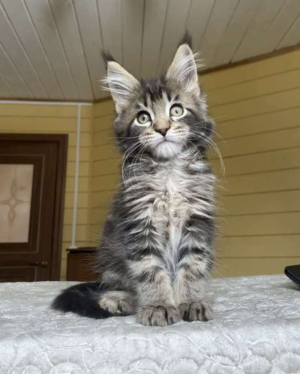 Кошки в других городах Московской области: Мейн-кун мальчишка❤️ Мальчик, 60 000 руб. - фото 3