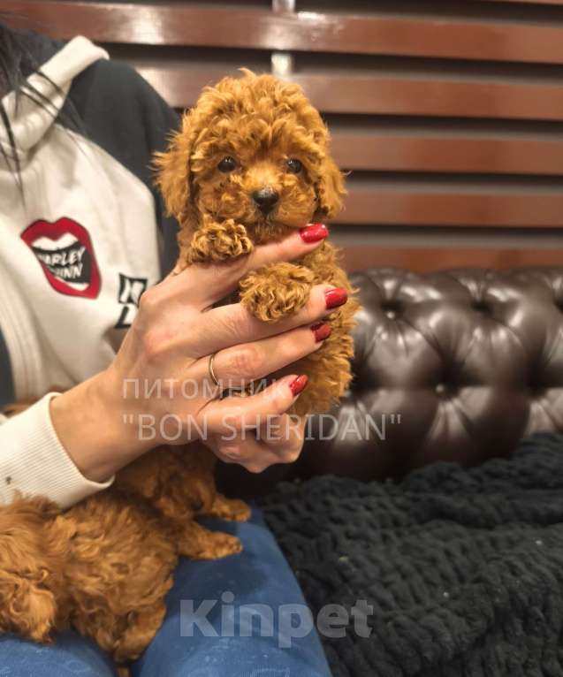 Собаки в Пушкино: Китайский мини пудель,тикап Мальчик, 120 000 руб. - фото 1