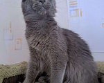 Кошки в Москве: Котенок мейн-кун девочка Девочка, 20 000 руб. - фото 1