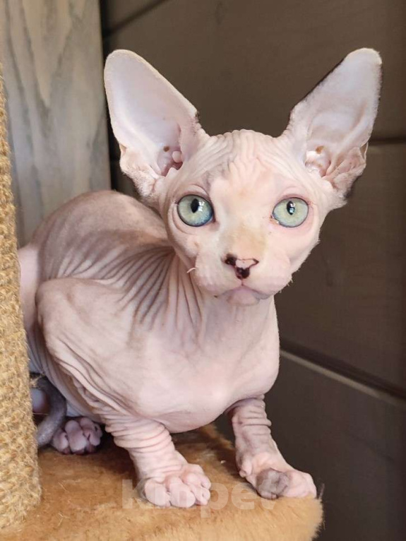 Кошки в Москве: Котята канадского сфинкса  Девочка, Бесплатно - фото 3
