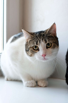 Тëма из приюта в добрые руки