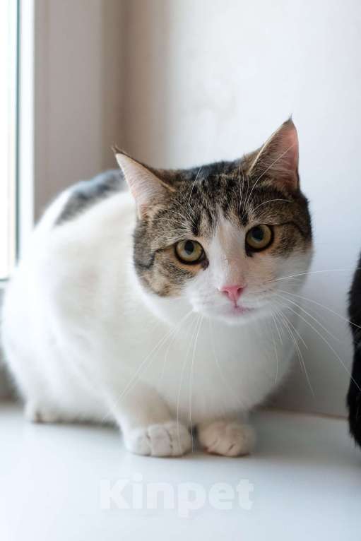 Кошки в Санкт-Петербурге: Тëма из приюта в добрые руки Мальчик, Бесплатно - фото 1