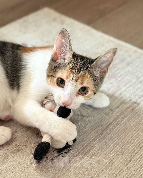 Кошки в Санкт-Петербурге: Кошечка Зося, трехцветное счастье ищет дом Девочка, 10 руб. - фото 6