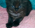 Кошки в Москве: Шотландские котята хайленд Мальчик, 5 000 руб. - фото 1