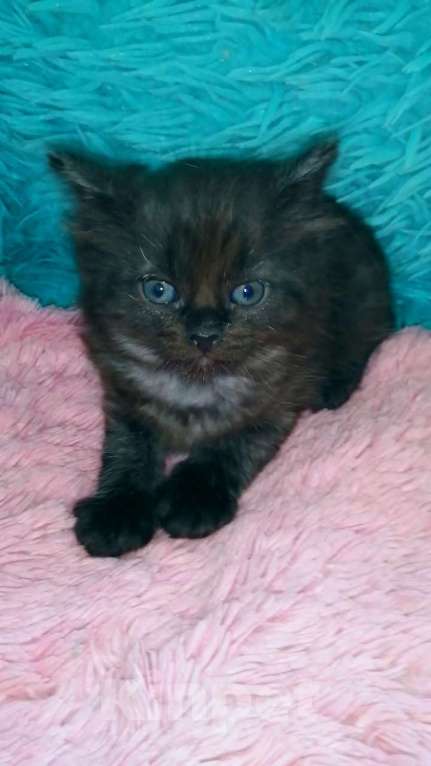 Кошки в Москве: Шотландские котята хайленд Мальчик, 5 000 руб. - фото 1