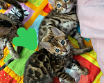 Кошки в других городах Московской области: Бенгальские котята Девочка, 40 000 руб. - фото 1