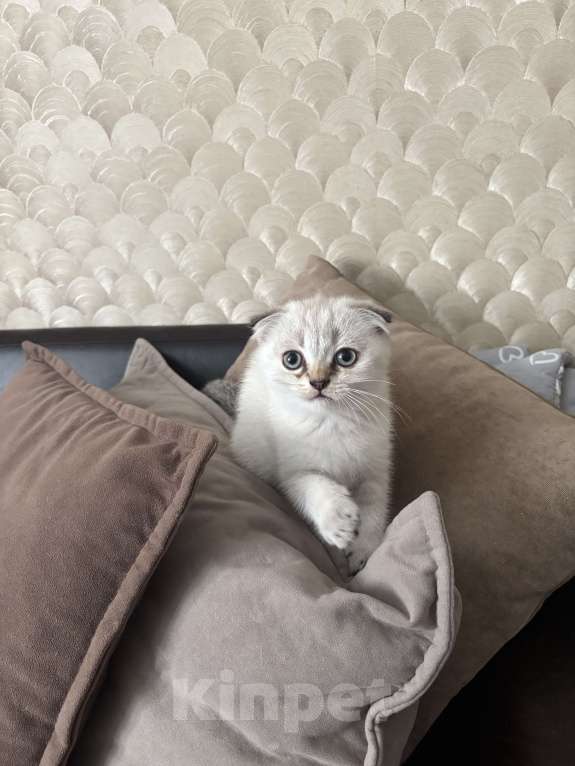 Кошки в других городах Московской области: Кошечка вислоухая Девочка, Бесплатно - фото 5