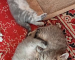 Кошки в Омске: Шотландская короткошерстная(котенок) Разнополые, Бесплатно - фото 8