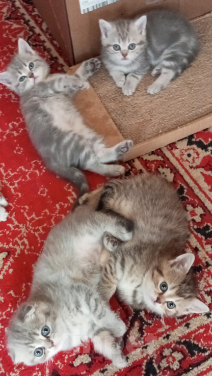 Кошки в Омске: Шотландская короткошерстная(котенок) Разнополые, Бесплатно - фото 8