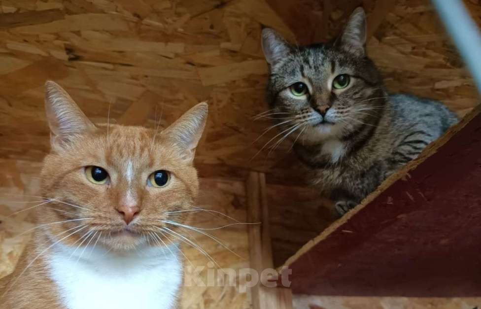 Кошки в Москве: Отдаются бесплатно кошечка Плакса и кот Рыжик. Мальчик, Бесплатно - фото 1