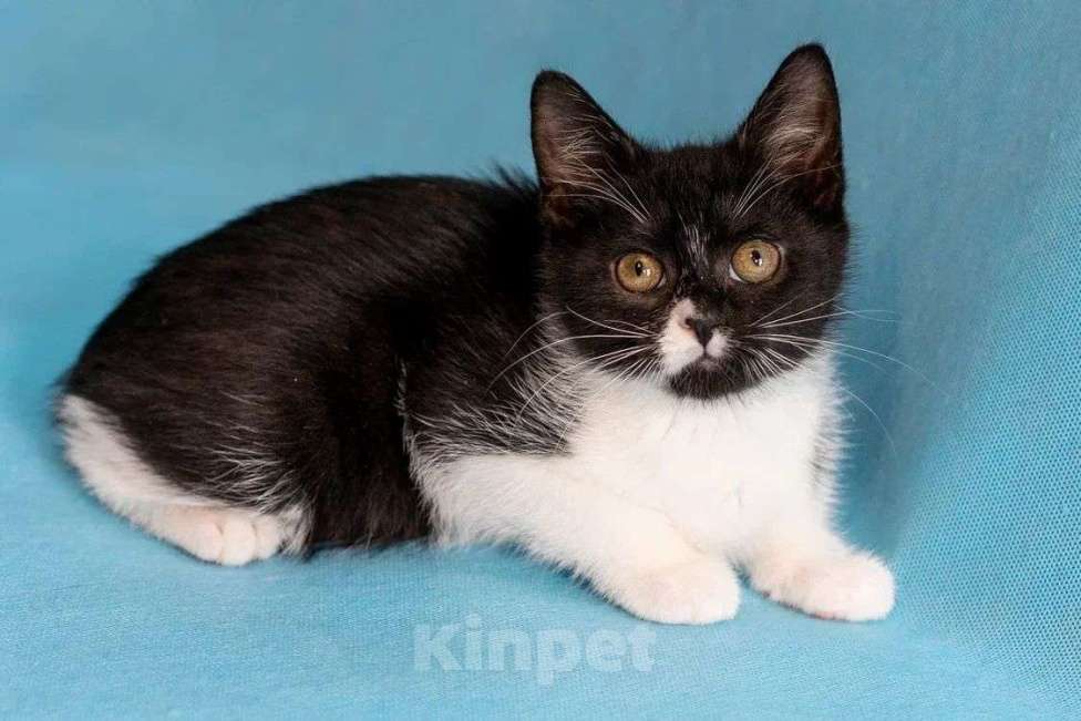 Кошки в Москве: Котёнок Ежевичка в добрые руки  Девочка, Бесплатно - фото 2