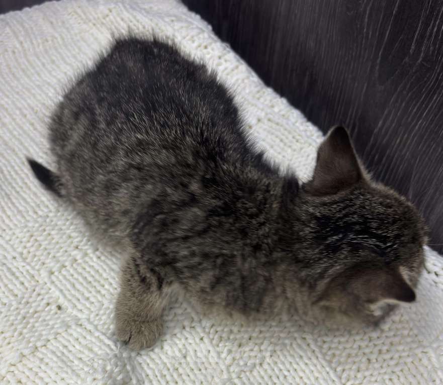 Кошки в Химках: Котенок Девочка, Бесплатно - фото 3