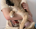 Собаки в Москве: Очаровательный блондин Бади, ласковый и умный щенок в добрые руки Мальчик, 10 руб. - фото 2