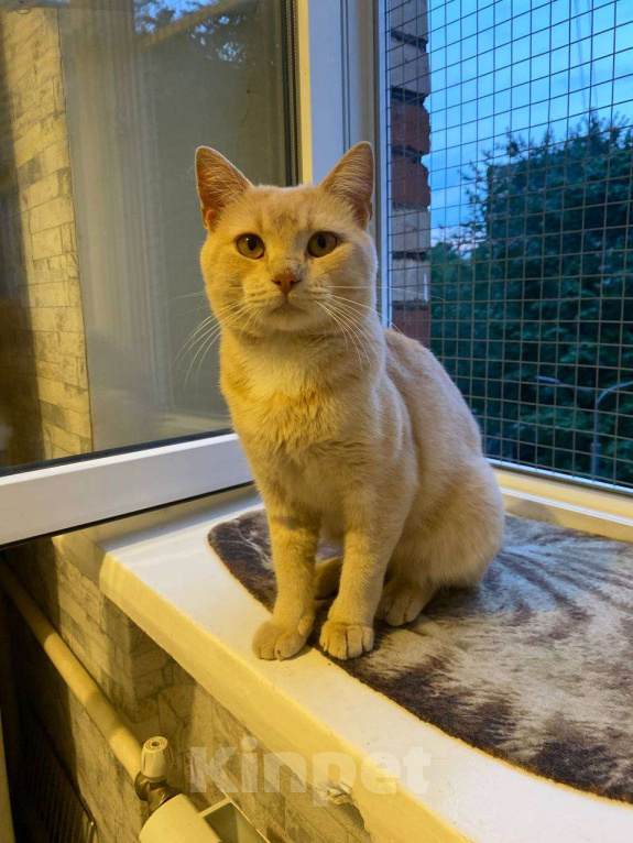 Кошки в Москве: Рыжий кот Персик ищет дом! Мальчик, Бесплатно - фото 5