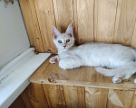 Кошки в Долгопрудном: Крем на серебре мейн-кун Мальчик, 65 руб. - фото 5