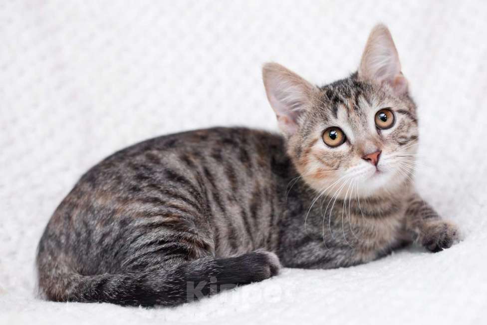 Кошки в Москве: Трехцветный полосатый котёнок Тея в добрые руки Девочка, 1 руб. - фото 5