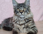 Кошки в Череповце: Юджин Мальчик, Бесплатно - фото 4