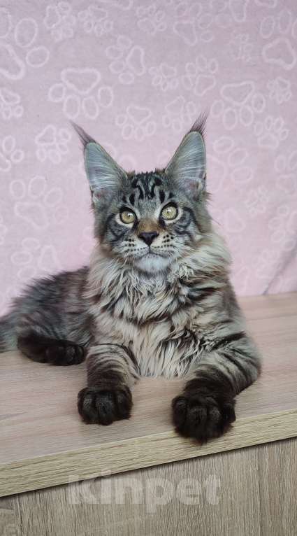 Кошки в Череповце: Юджин Мальчик, Бесплатно - фото 4