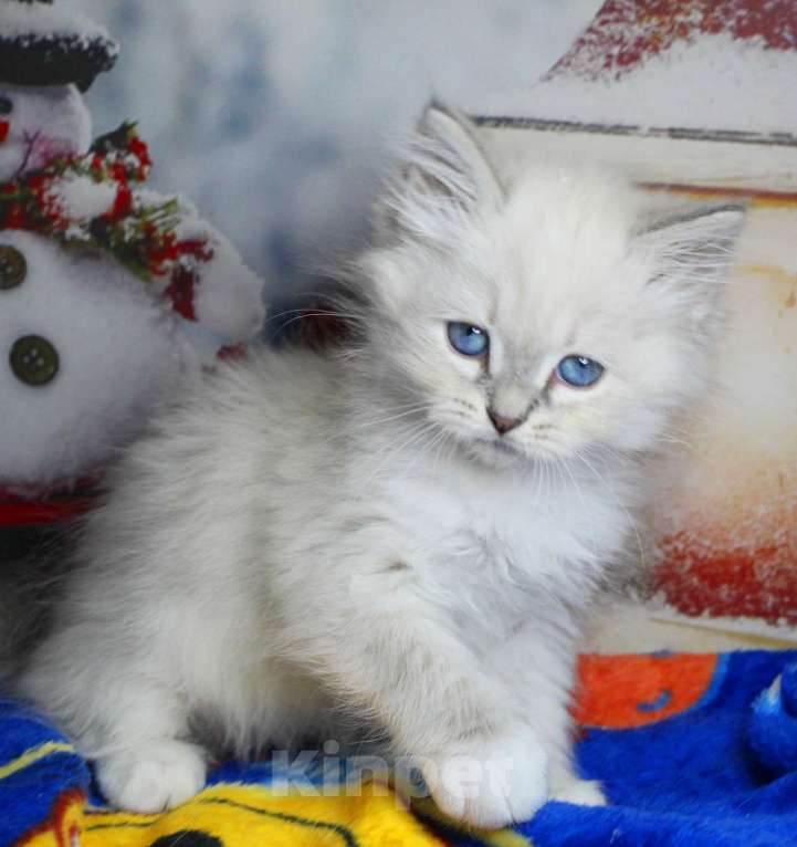 Кошки в Кирове: Невская маскарадная кошечка Девочка, Бесплатно - фото 3