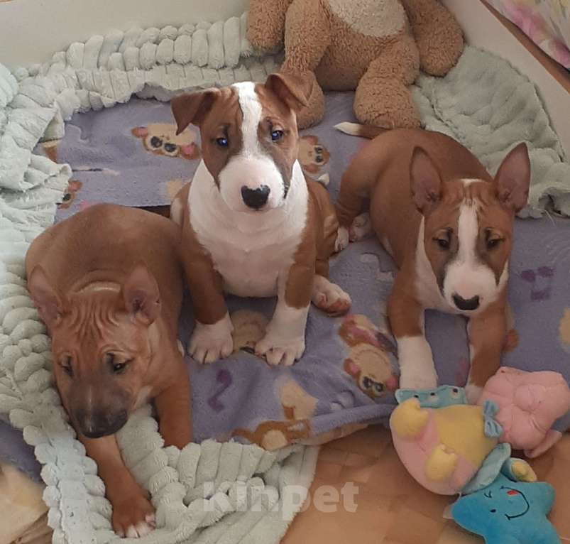 Собаки в Санкт-Петербурге: Миниатюрный бультерьер Разнополые, 80 000 руб. - фото 5