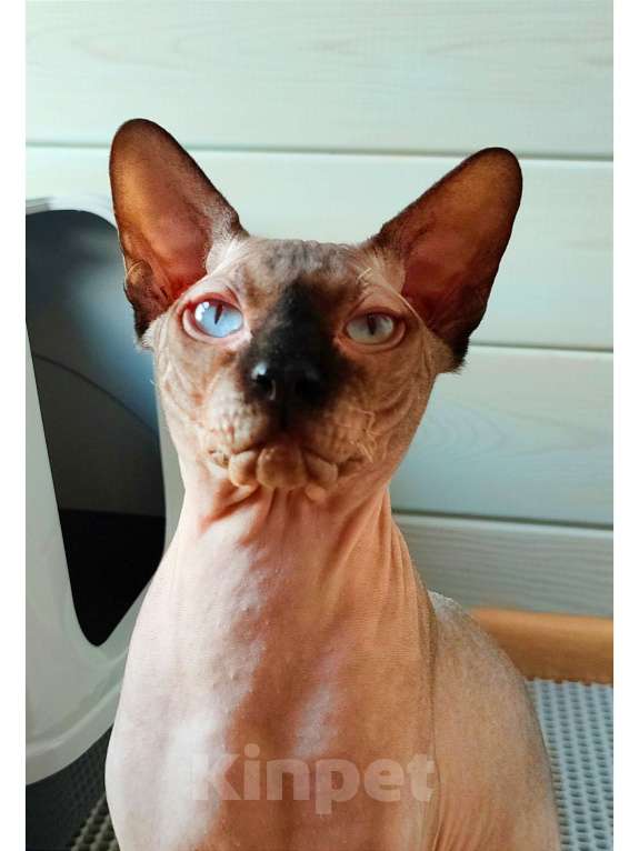 Кошки в Москве: Котята канадского сфинкса  Мальчик, Бесплатно - фото 6