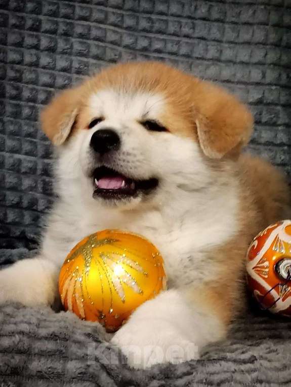 Собаки в Липецке: Акита мальчики Мальчик, Бесплатно - фото 3