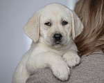 Собаки в Клине: Лабрадор ретривер щенки Разнополые, Бесплатно - фото 5