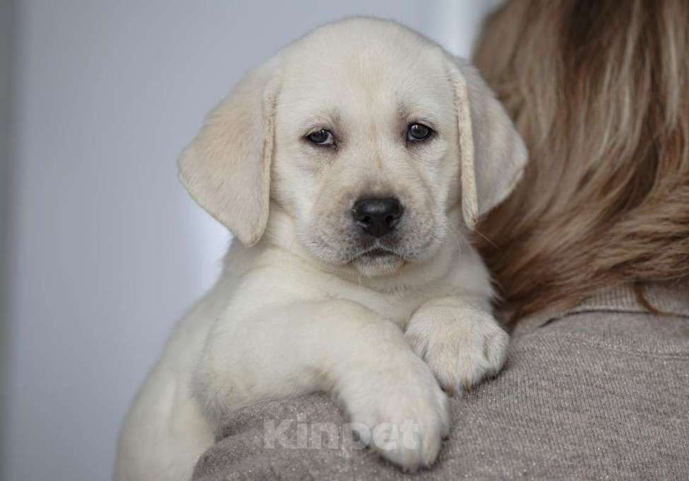 Собаки в Клине: Лабрадор ретривер щенки Разнополые, Бесплатно - фото 5