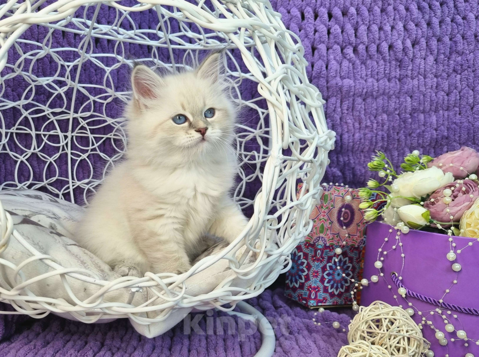 Кошки в Москве: Котенок девочка породы Невская Маскарадная Аделия Девочка, Бесплатно - фото 1