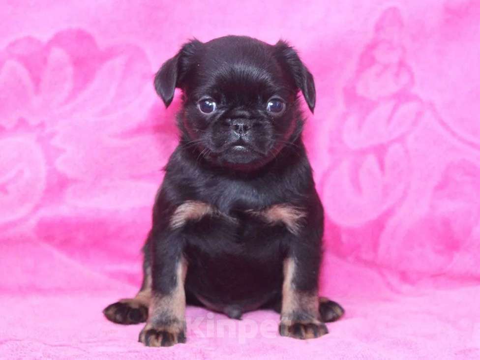 Собаки в Санкт-Петербурге: Маленький проказник Мальчик, 80 000 руб. - фото 1