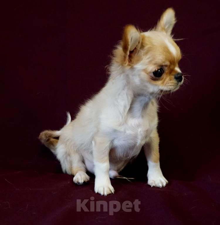 Собаки в Санкт-Петербурге: Мини Нельсон Мальчик, 60 000 руб. - фото 5