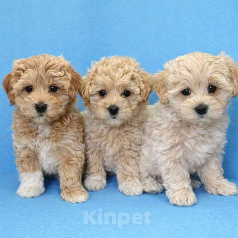 Собаки в Туле: Щенки мальтипу Мальчик, 55 000 руб. - фото 1