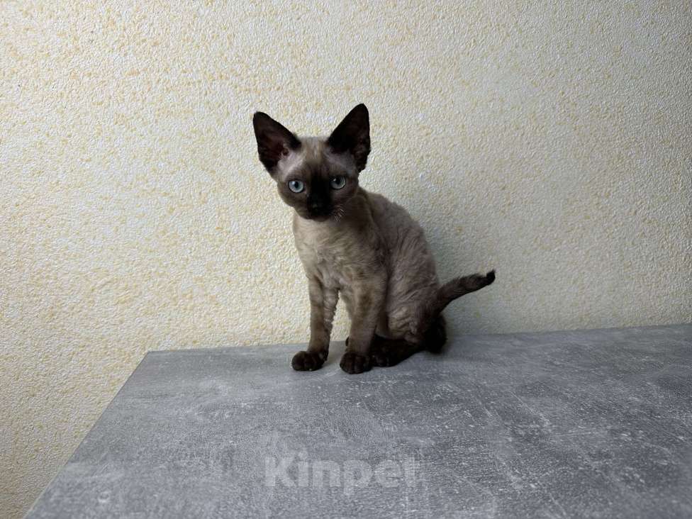 Кошки в Москве: Минковая кошечка девон рекс Девочка, 85 000 руб. - фото 8