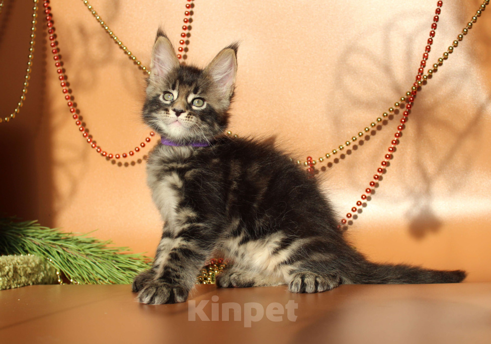 Кошки в Екатеринбурге: Котёнок мейн-кун Цезарь Мальчик  Мальчик, 50 000 руб. - фото 9