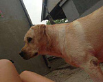 Собаки в Ессентуках: Кабель для Вязки, Бесплатно - фото 2