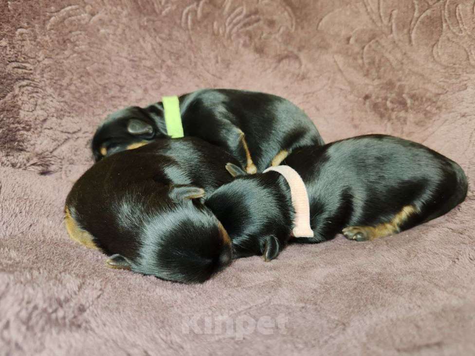 Собаки в Ижевске: Ранее бронирование щенков Мальчик, Бесплатно - фото 3