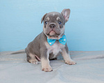 Собаки в Москве: французский бульдог щенки питомник Мальчик, Бесплатно - фото 2