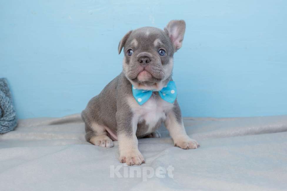 Собаки в Москве: французский бульдог щенки питомник Мальчик, Бесплатно - фото 2